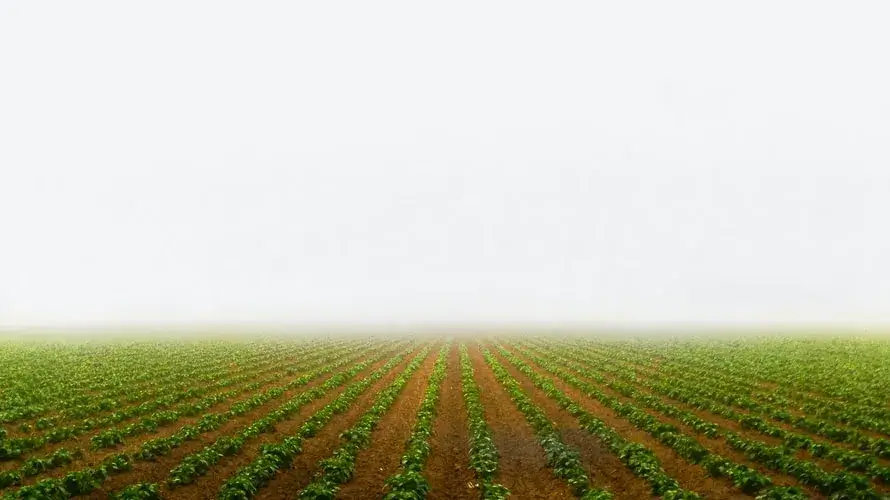 Foto de uma plantação sob neblina