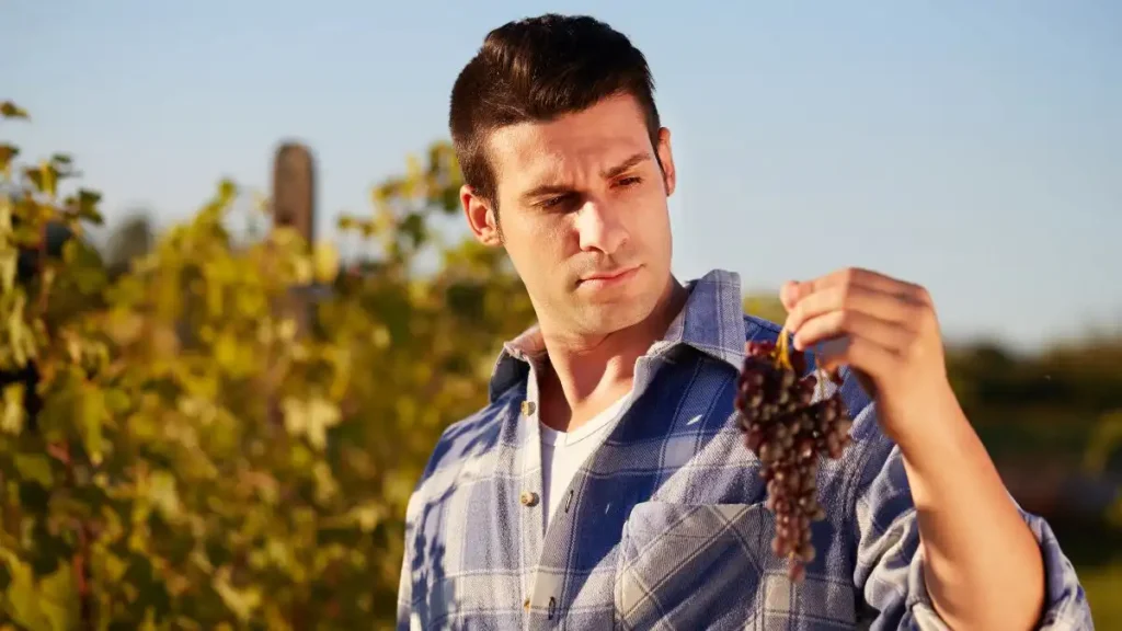 Homem analisando cachos de uvas em um vinhedo, mostrando atenção e cuidado na colheita.