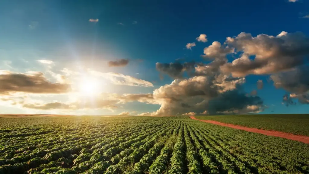 Paisagem rural com um vasto campo verde sob um céu azul claro, iluminado pelo sol poente e nuvens brancas, ideal para cultivo agrícola.